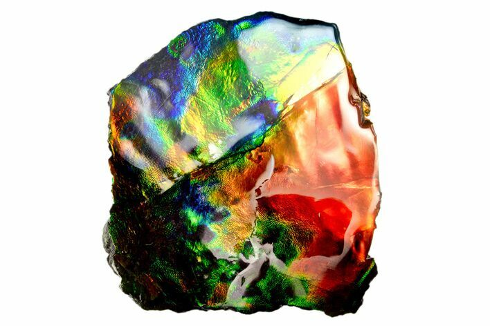 Iridescent Ammolite (Fossil Ammonite Shell) - Rainbow Colored #310331